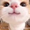 farinahchoii