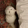 petresslarw