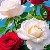 mdziauddin4177