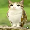 ngocanh_segay