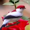 user7260053652947