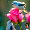 abeera.khan525