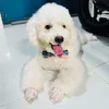 b.ng.ng4