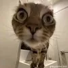 baopettwo