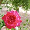 fatma.daboul4