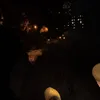 kot_linos