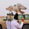 تاريخ صقر®¶