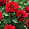 fatima__zahra..33