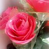 djaw_hara2304