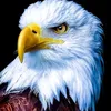 jose.wilson8660