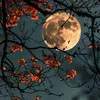 mohamed.mughrabi