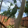 easilva589