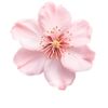 dody_4047