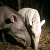 tapirusbairdii