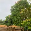 maumalykzjm