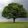 tree.friends32