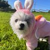doglove.shelter