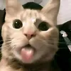 cat_turd69