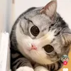dng.vn.th.nh