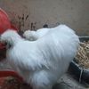 farm_202