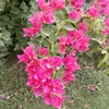 hebat.khaled