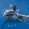 your.local.shark001
