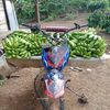 ajat4493