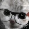 lilythemorning