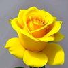 nesrin.tasama