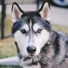 banditothehusky