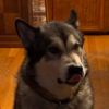 Koda the Alaskan Malamute