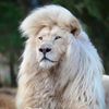 king158047