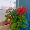 fofo53050340348