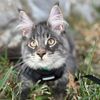 roux_themainecoon