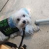 lucky.service.dog