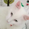 titomari28