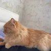 useme_touchme