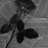 nour.karkour