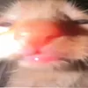 gh1993762