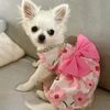 Chihuahua puppies