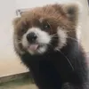 panda.kek