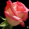 user9240355459044