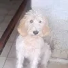 manuele.locci