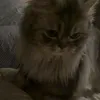 ffa_176