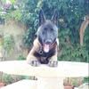 yanis.arab6