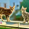 bengal_tajga_luna