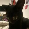 blackcat_lover25