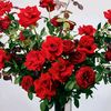 sunarto0566