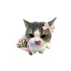 shavir_aj