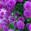 user8718803148501